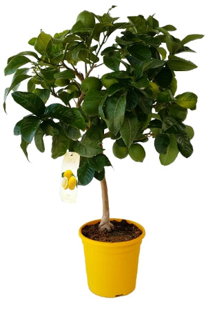 Lemon Citrus Stamm |  P.23cm H.90 cm