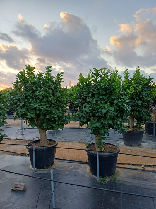 Lemon Citrus |  P.55cm H.180 cm