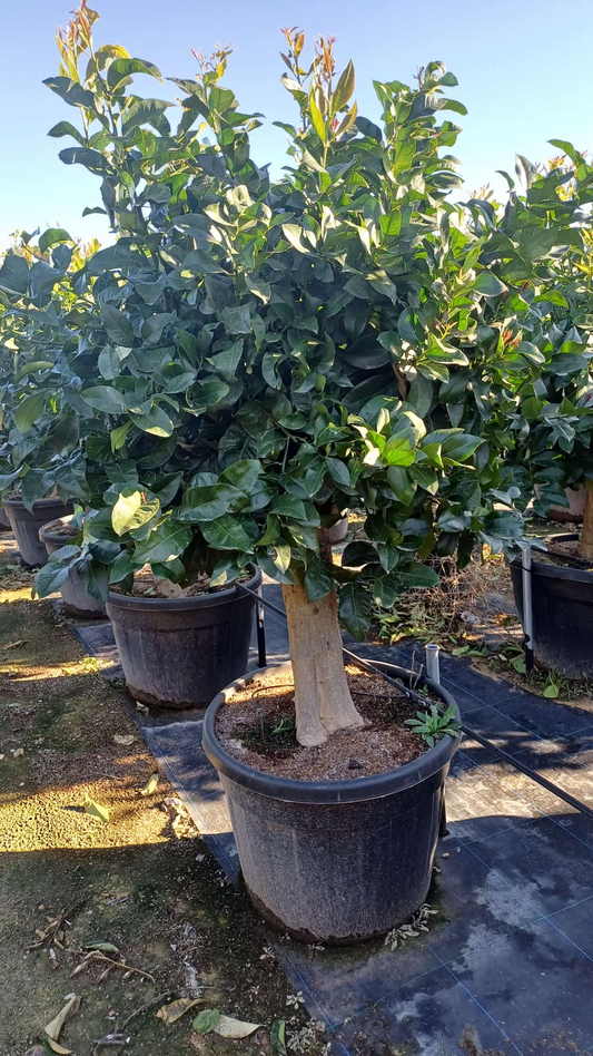 Lemon Citrus (110 L) |  P.60cm H.200 cm