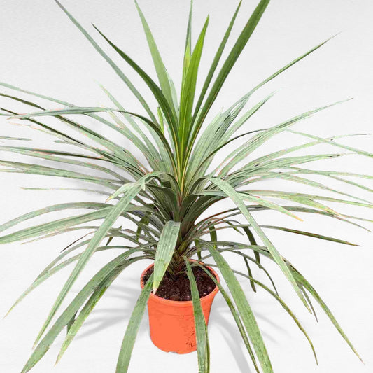Cordyline Peko |  P.30cm H.120 cm