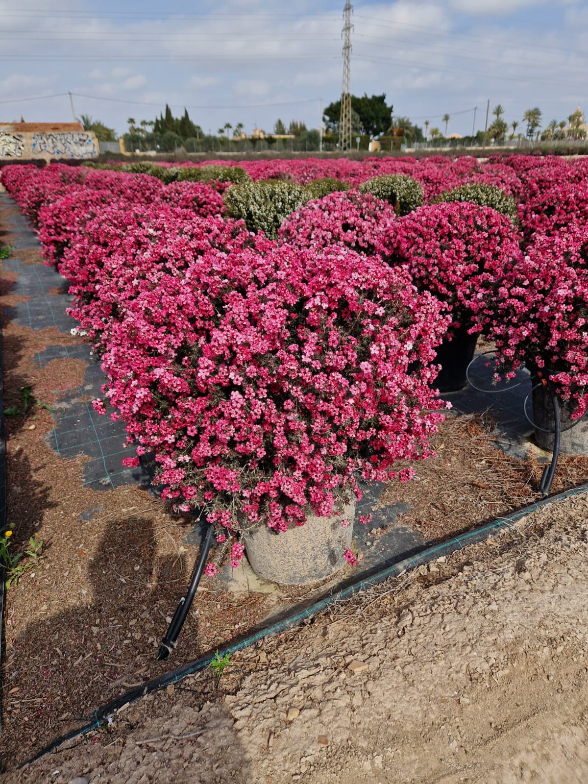 Leptospermum scoparium |  P.40cm -  H.120 cm