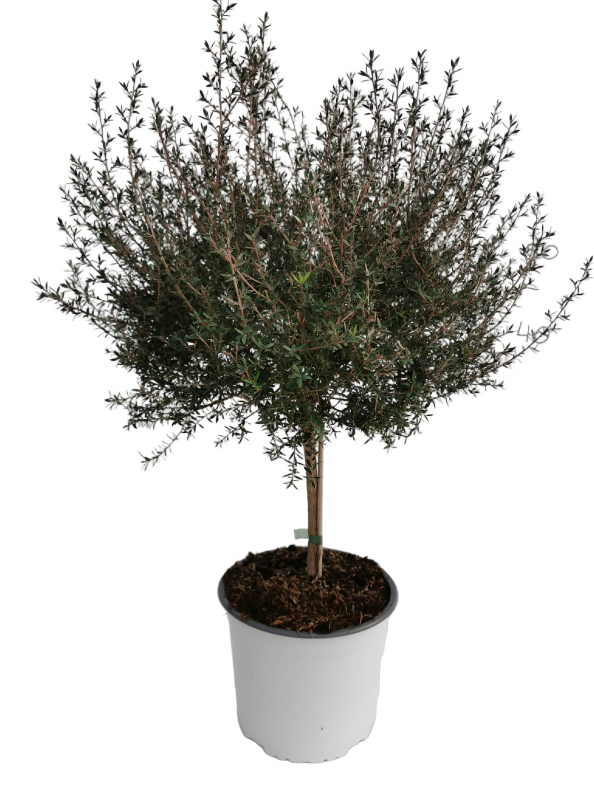 Leptospermum scoparium Stam |  P.19cm -  H.51 cm