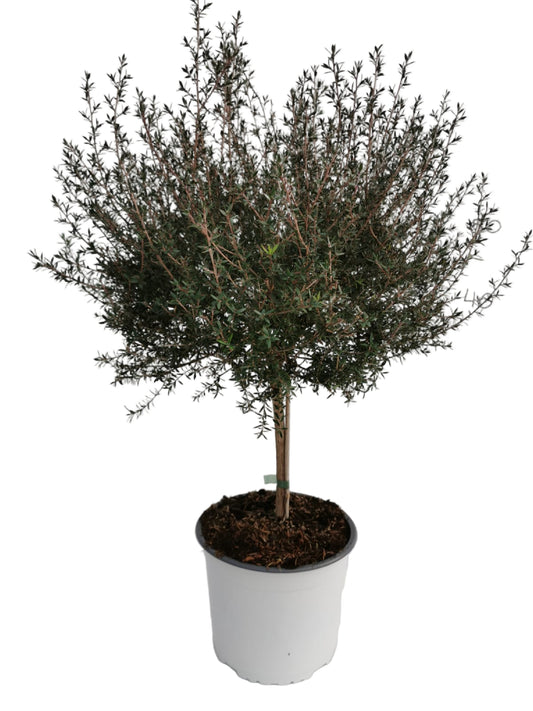 Leptospermum scoparium Stam |  P.19cm -  H.51 cm