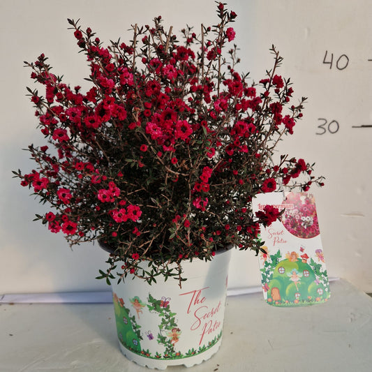 Leptospermum scoparium |  P.19cm -  H.50 cm