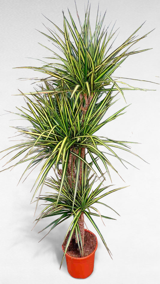Dracaena Sunray stem 90.60.30 cm |  P.22cm H.110 cm