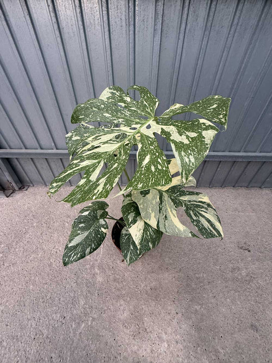 Monstera Variegata Thai Constalation |  P.17cm H.40 cm