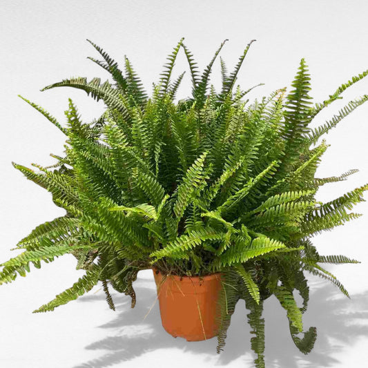 Nephrolepis Cordata |  P.35cm H.80 cm