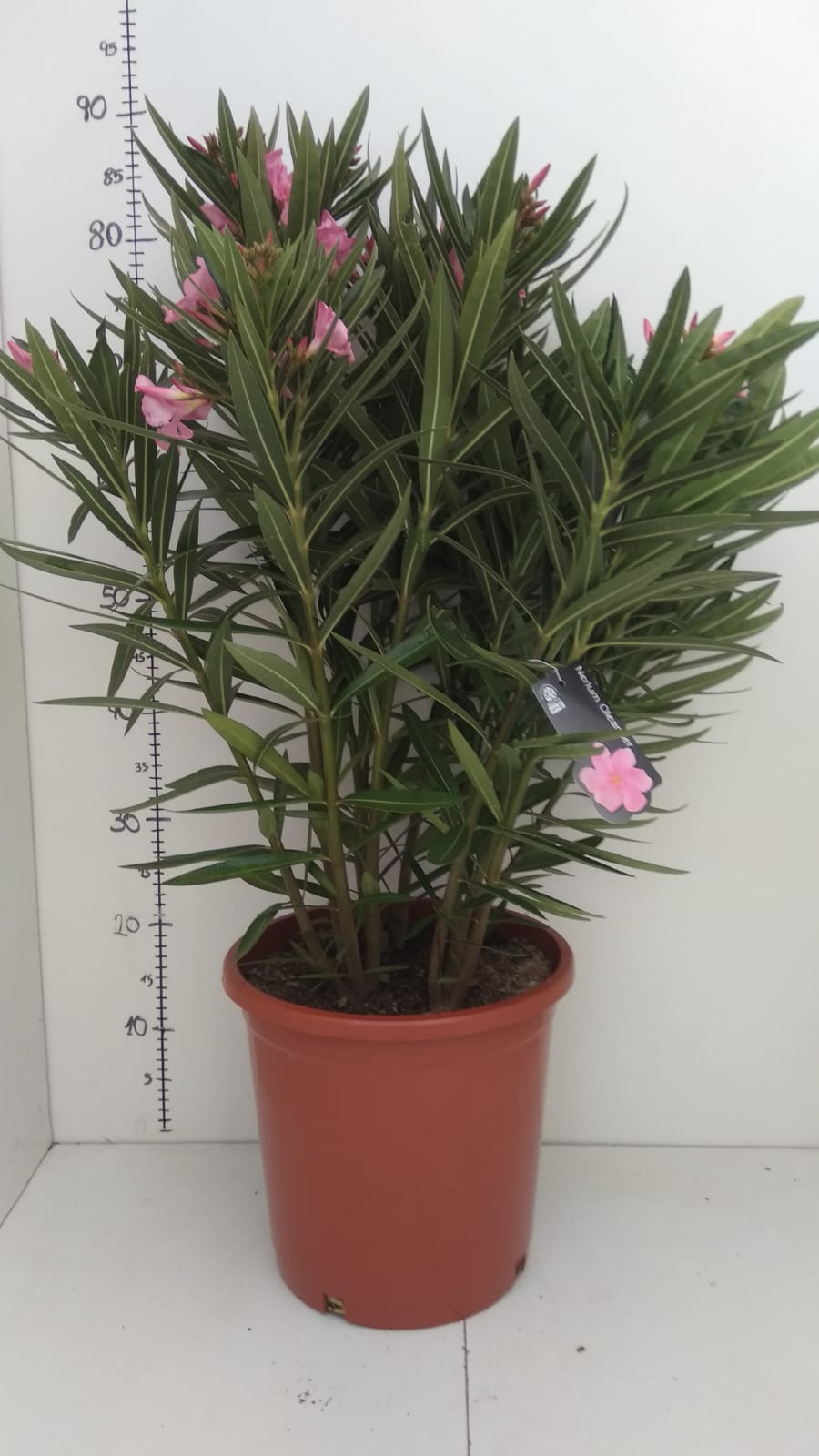 Nerium Oleander Bush 100-110cm |  P.25cm -  H.110 cm