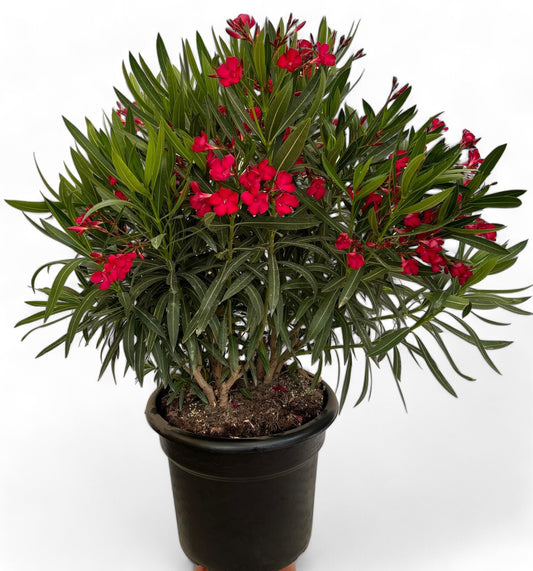 Nerium Oleander Bush 120-140 cm. |  P.46cm -  H.140 cm