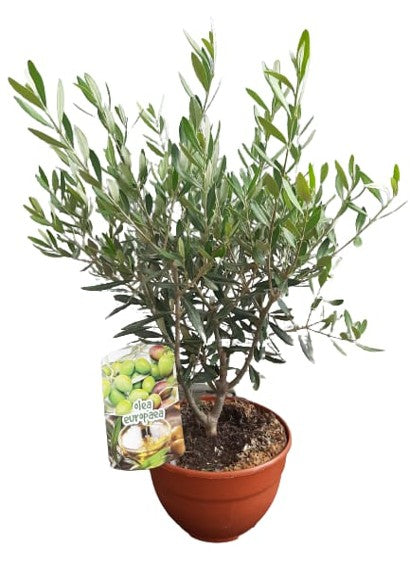 Olea Europaea "Bush" Bowl |  P.20cm H.50 cm