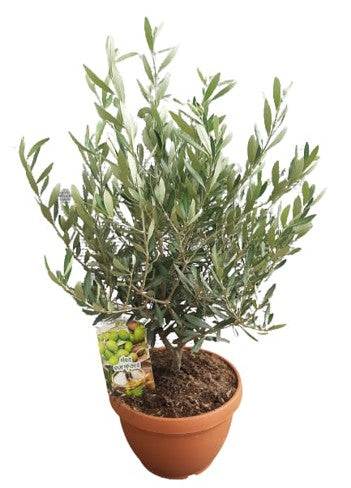 Olea Europaea Bush Bowl |  P.25cm H.60 cm