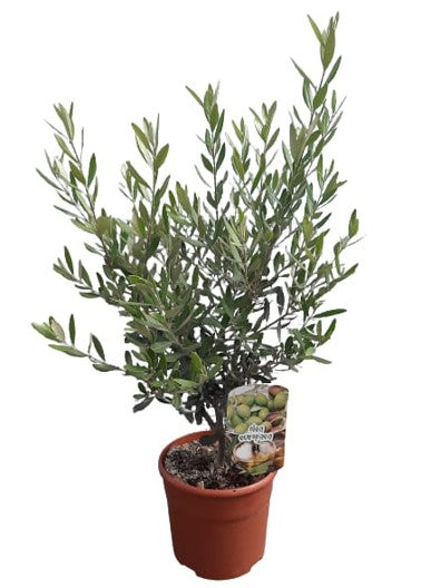 Olea Europaea "Bush"  |  P.19cm H.60 cm