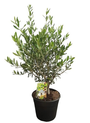 Olea Europaea "Bush" |  P.25cm H.80 cm