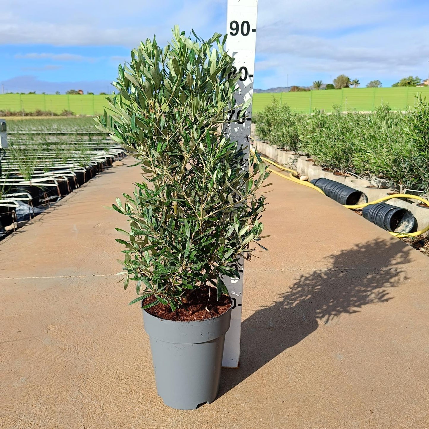Olea Europaea  |  P.22cm H.50 cm
