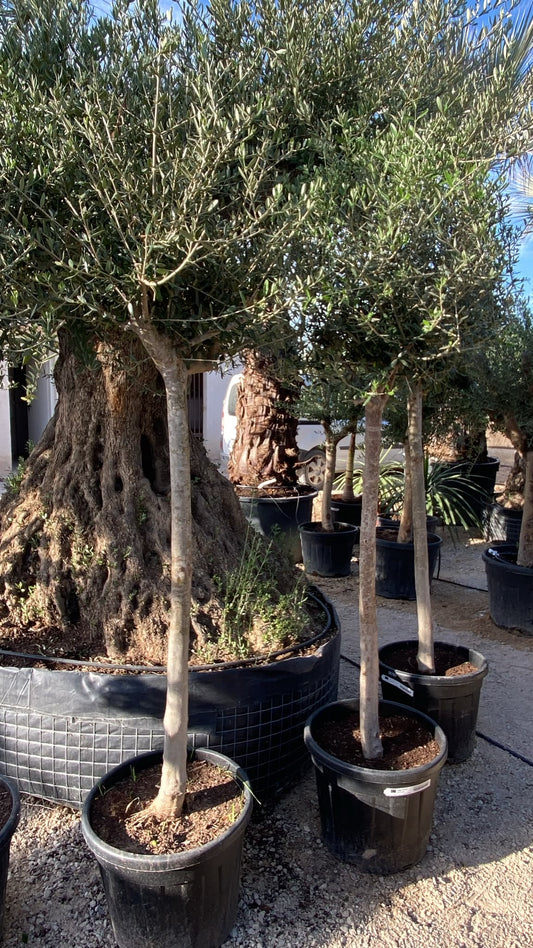 Olea europaea altos 1618 55l |  P.46cm H.240