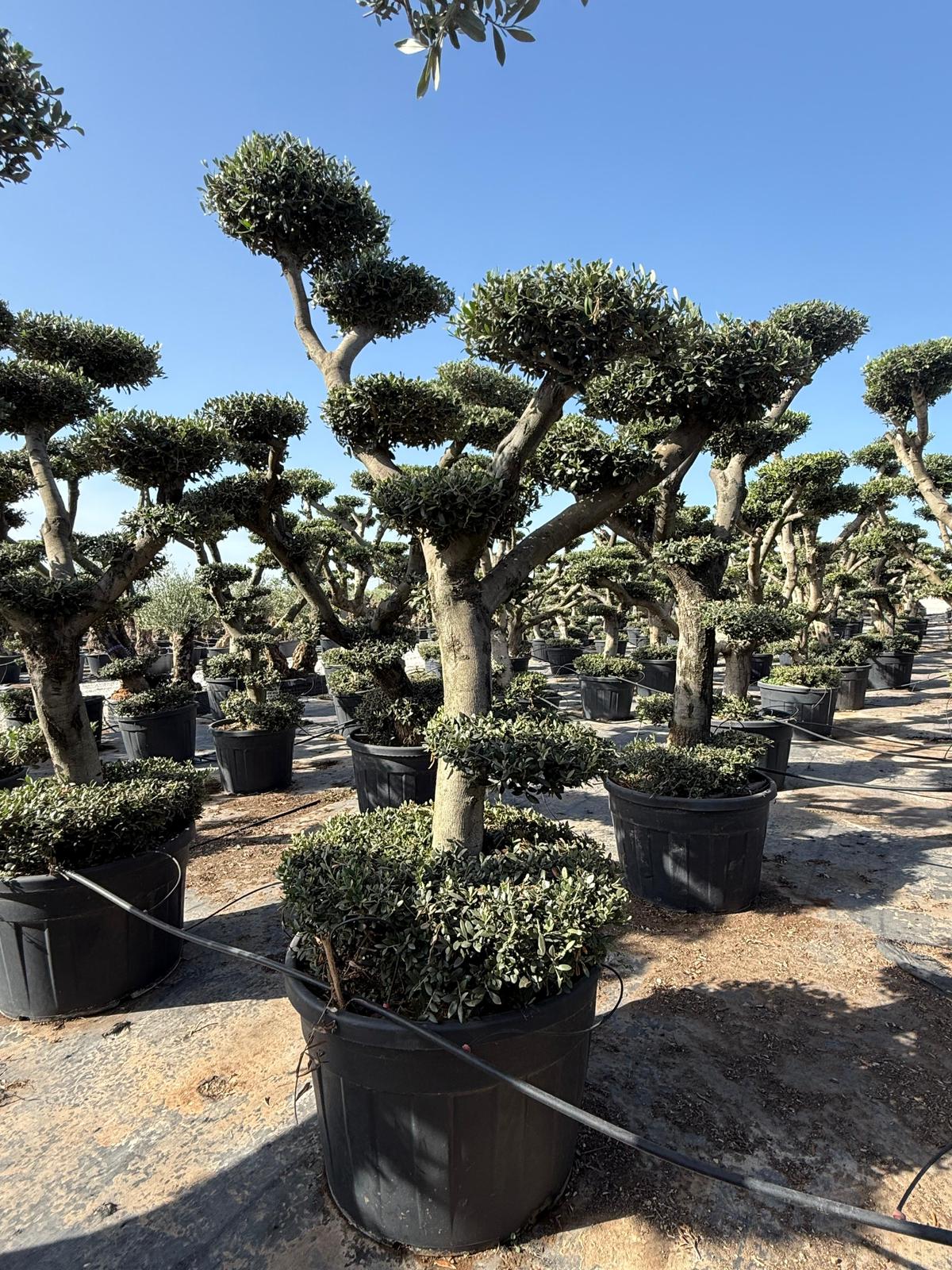 Olea europaea arbeǫuina pompón c110l/c130l/150l |  P.65cm -  H.180 cm