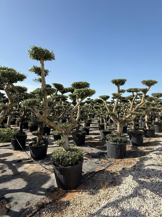 Olea europaea arbeǫuina pompón c180l |  P.73cm -  H.200 cm