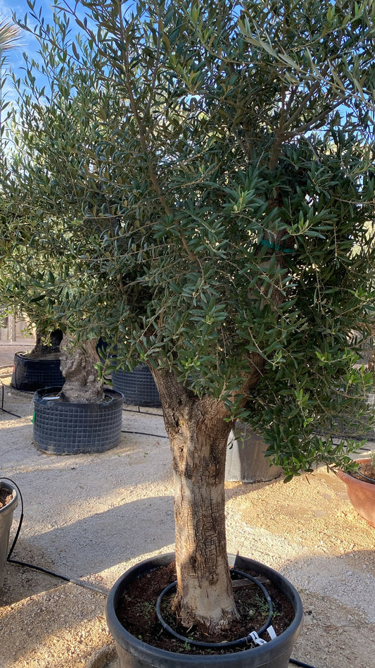 Olea europaea arbequino sviejo 130l |  P.65cm H.220