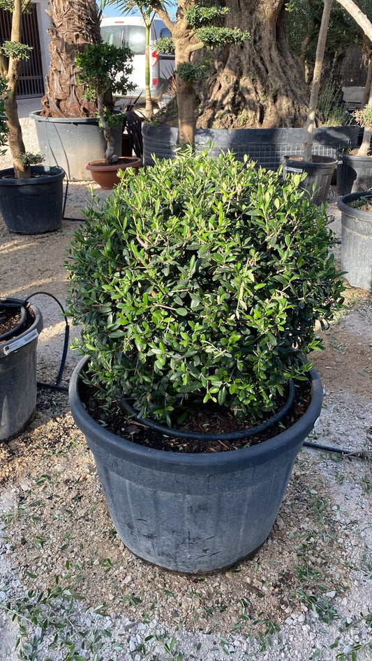 Olea europaea bola 130l  |  P.65cm H.100