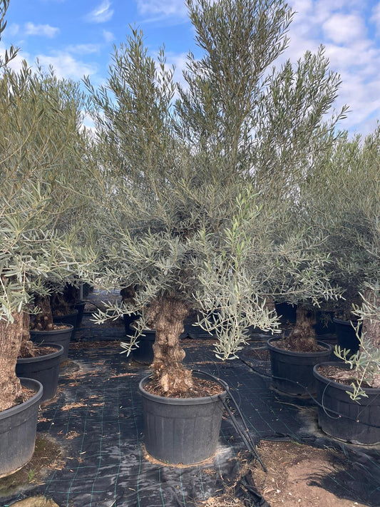Olea europaea bonsai 150l |  P.65cm -  H.220