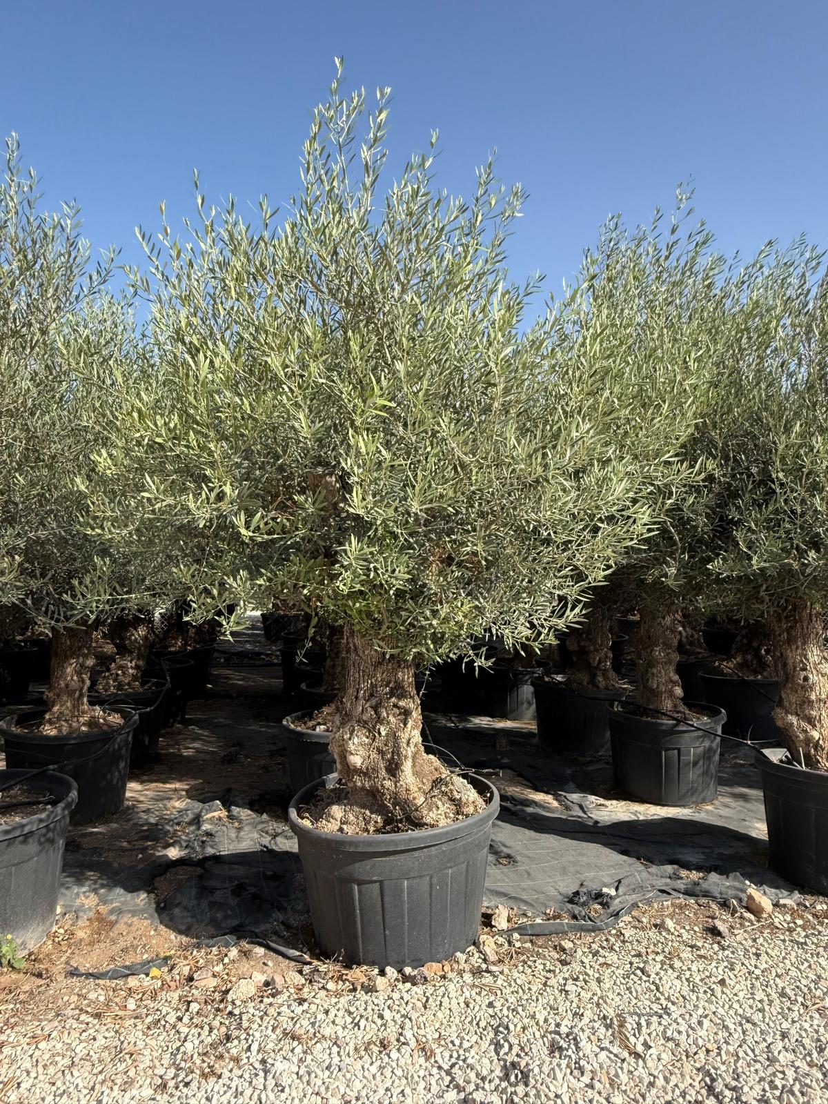 Olea europaea bonsai 180l |  P.73cm -  H.240