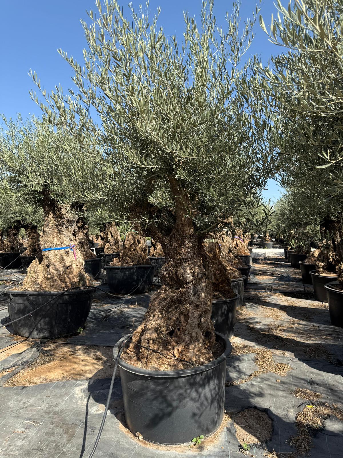 Olea europaea bonsai 230l |  P.80cm -  H.240