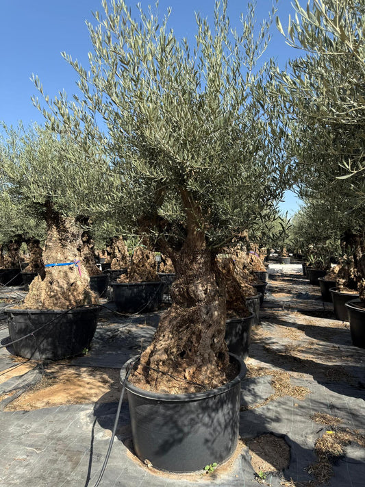 Olea europaea bonsai 230l |  P.80cm -  H.240