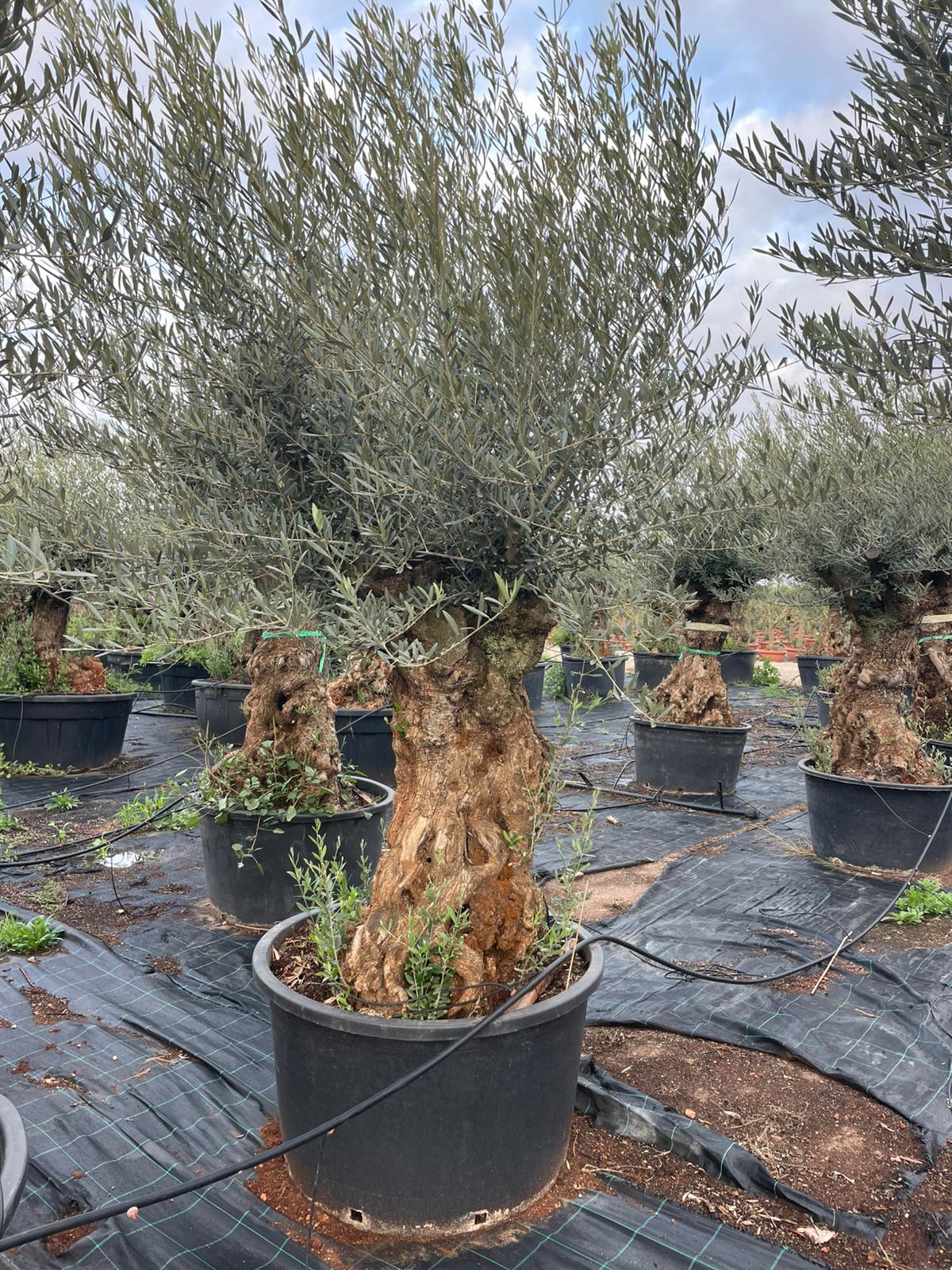 Olea europaea bonsai 285l |  P.90cm -  H.240