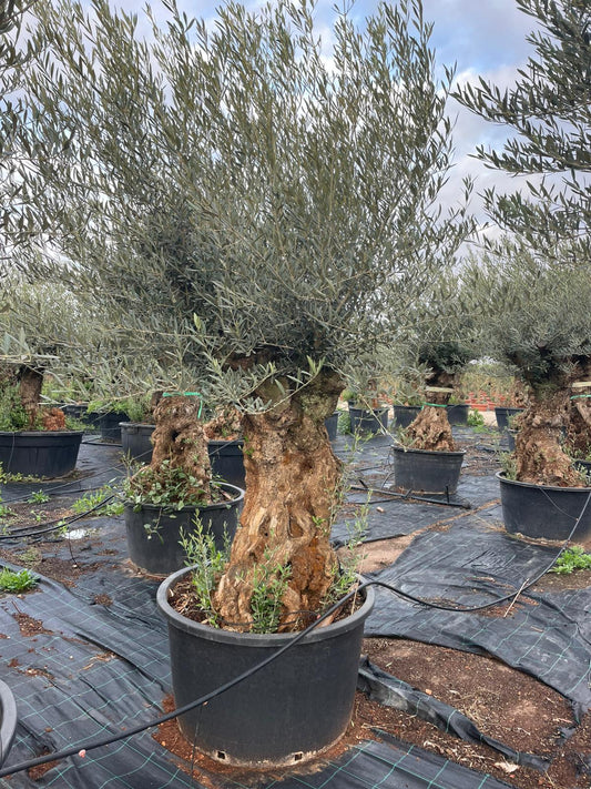 Olea europaea bonsai 285l |  P.90cm -  H.240