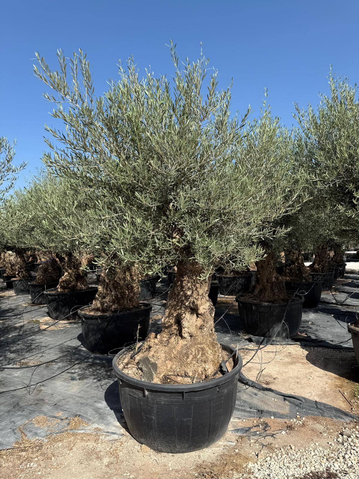 Olea europaea bonsai 500l |  P.110cm -  H.240 cm