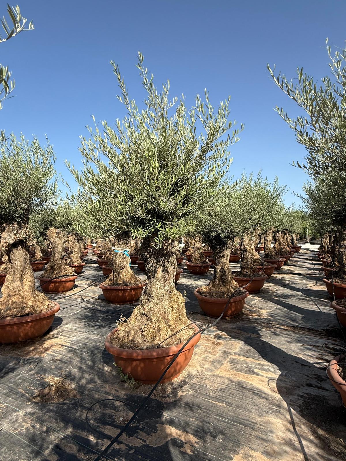 Olea europaea bonsai t90cm |  P.90cm -  H.200