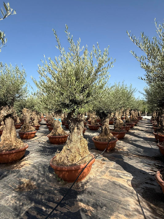 Olea europaea bonsai t70cm |  P.70cm -  H.200