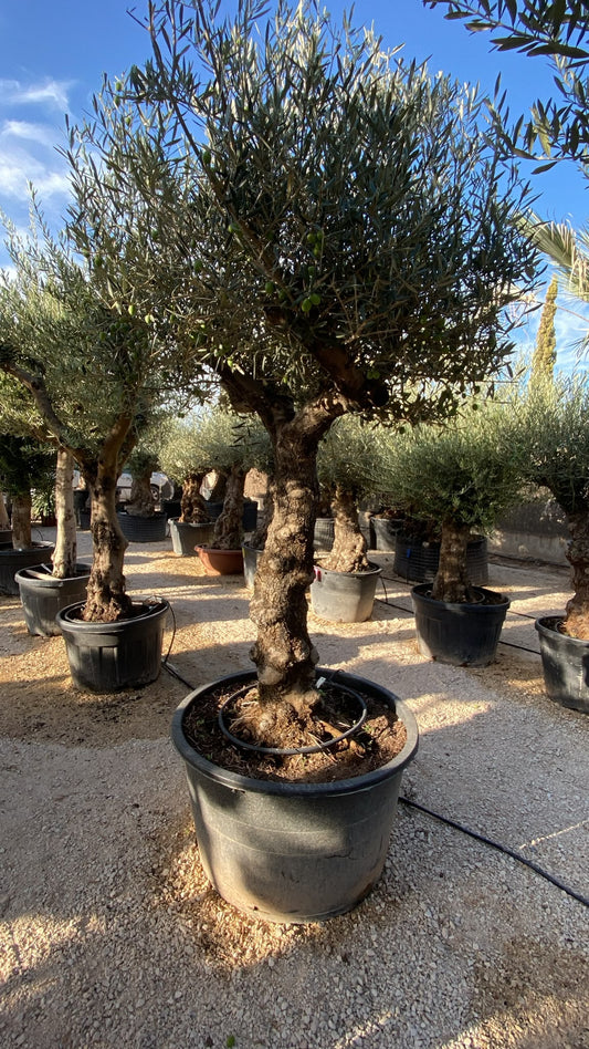 Olea europaea bultos 280l  |  P.90cm H.240