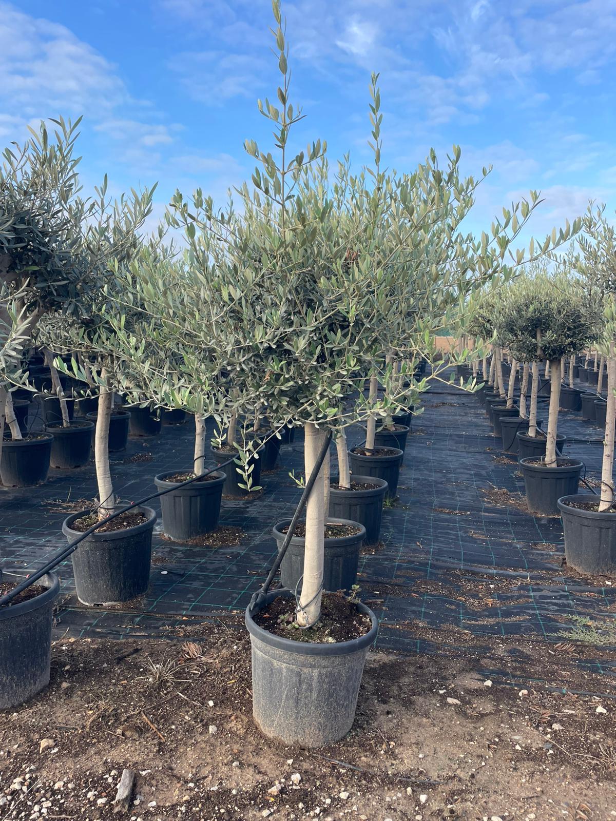 Olea europaea c25l ramificado (producción). |  P.35cm H.200