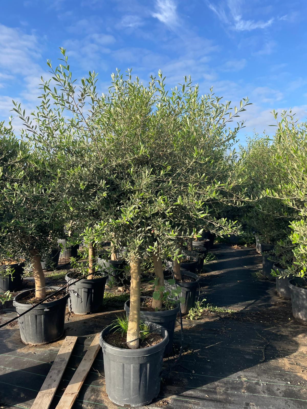 Olea europaea c45l ramificado (producción). |  P.43cm H.200