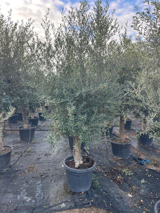 Olea europaea 70l |  P.51cm H.180 cm