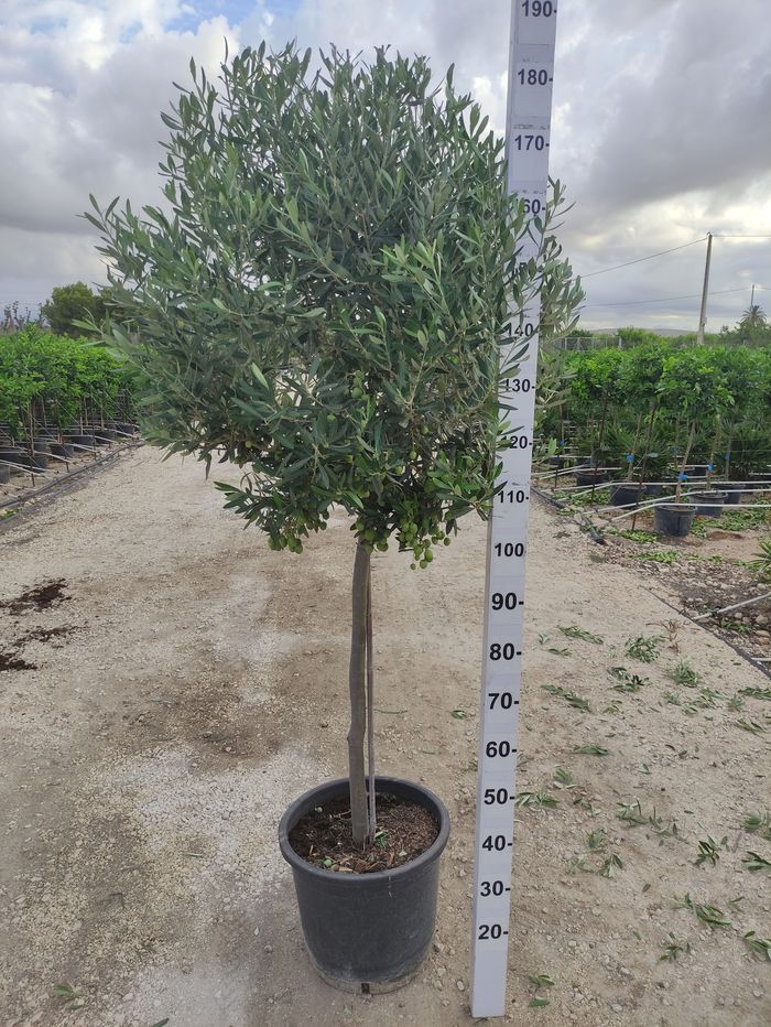 Olea Europea Stam |  P.35cm H.200 cm