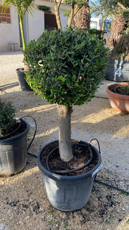 Olea europaea copa bola 45l  |  P.43cm H.150