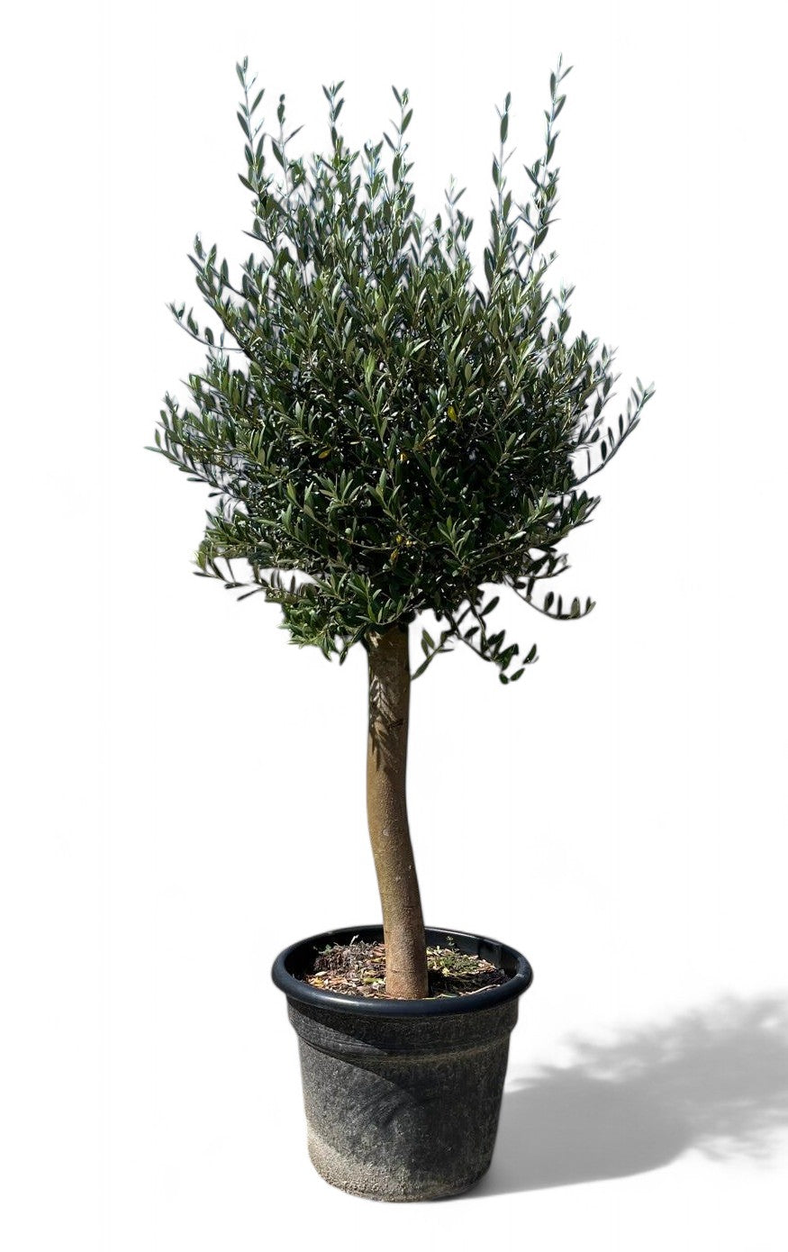Olea europaea 35l |  P.40cm H.160 cm