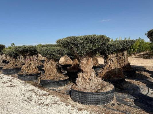 Olea europaea disco malla calibre 1,75/2m |  P.NETcm -  H.190