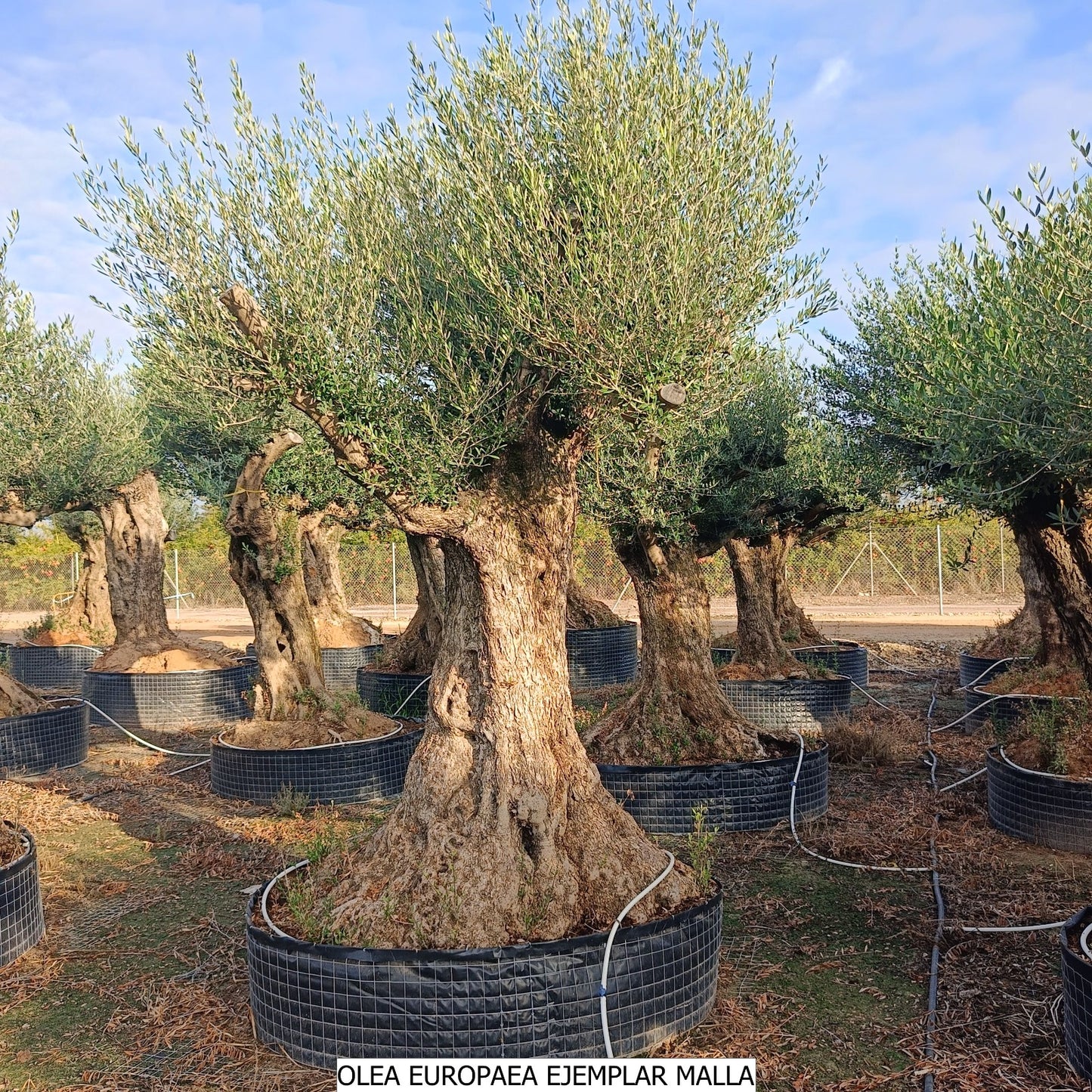 Olea Europea Ejemplar Malla 1P |  P.NETcm H.280 cm