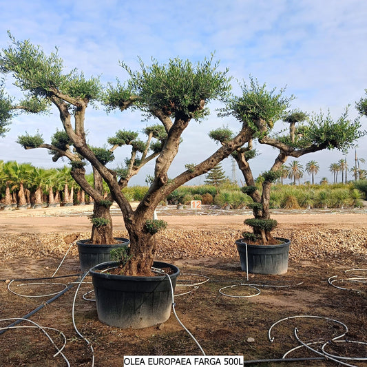 Olea Europea Farga Plato 500l |  P.110cm H.260 cm