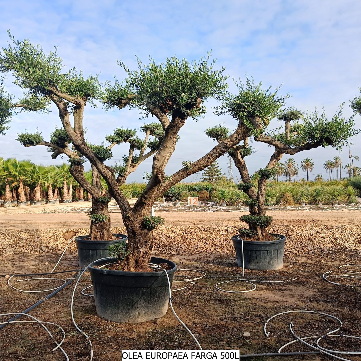 Olea Europea Farga Plato 240l |  P.74cm H.240 cm