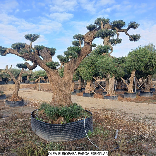 Olea Europea Farga Ej. 1P |  P.NETcm H.280 cm