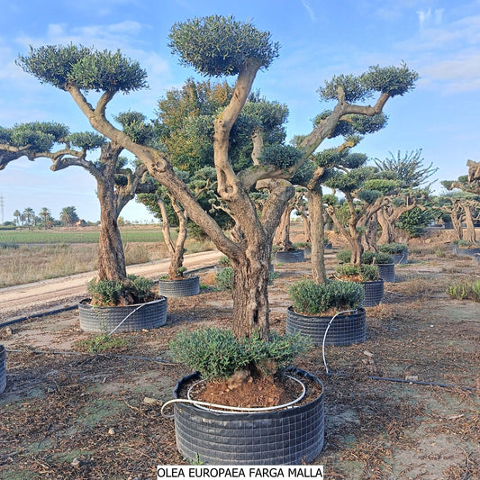 Olea Europea Farga malla |  P.NETcm H.260 cm