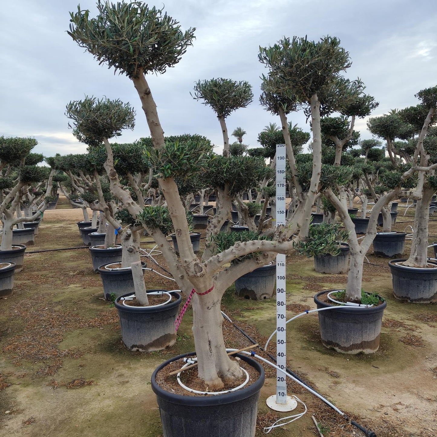 Olea Europea Plato Bola 180l |  P.73cm H.220 cm