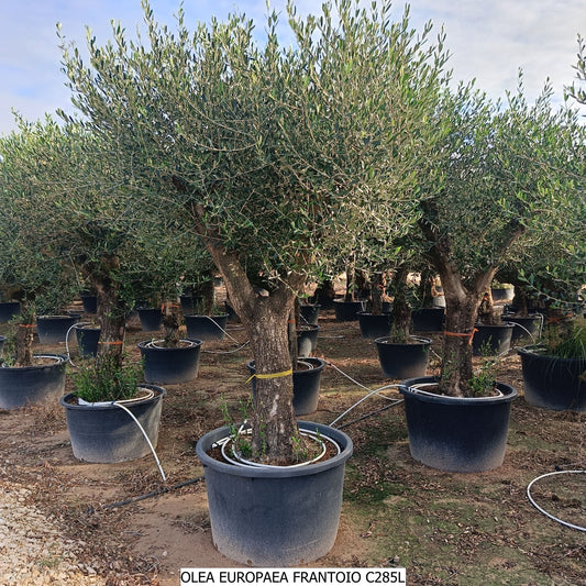 Olea Europea Frantoio 285l |  P.75cm H.280 cm