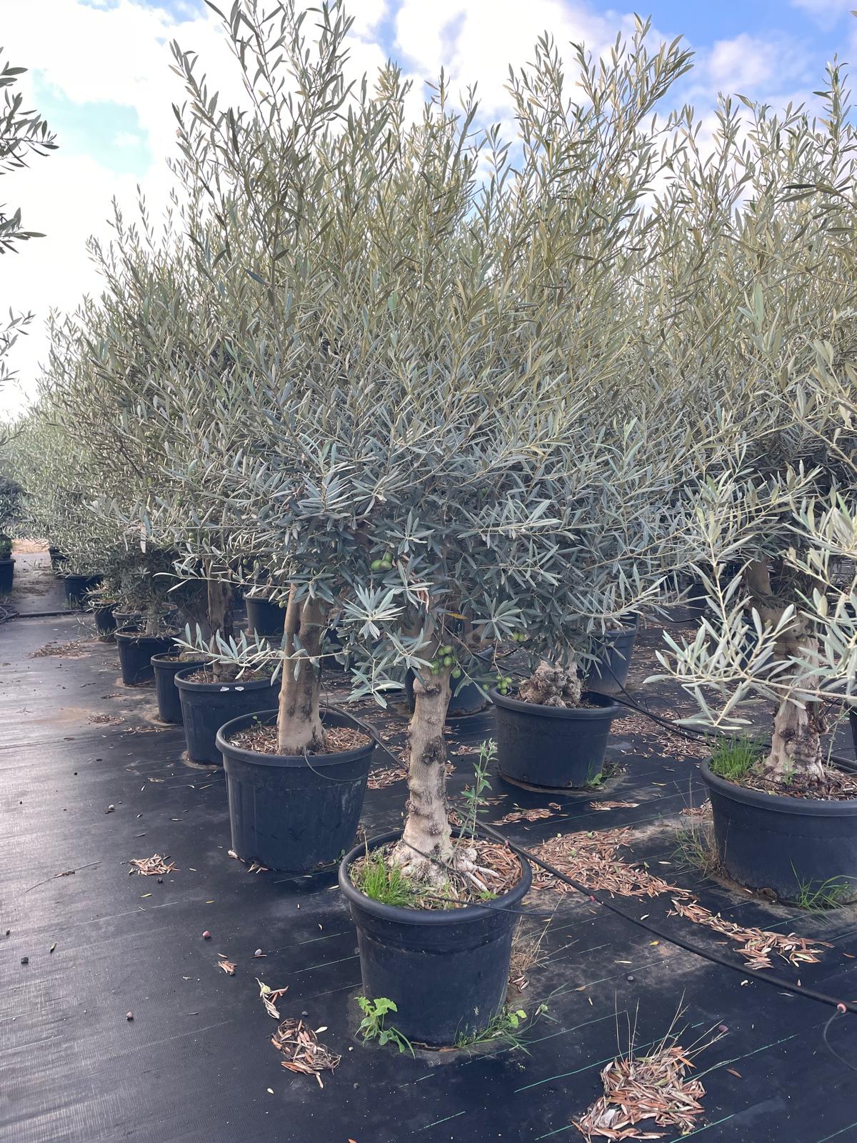 Olea europaea hojiblanca 90l |  P.70cm H.180 cm