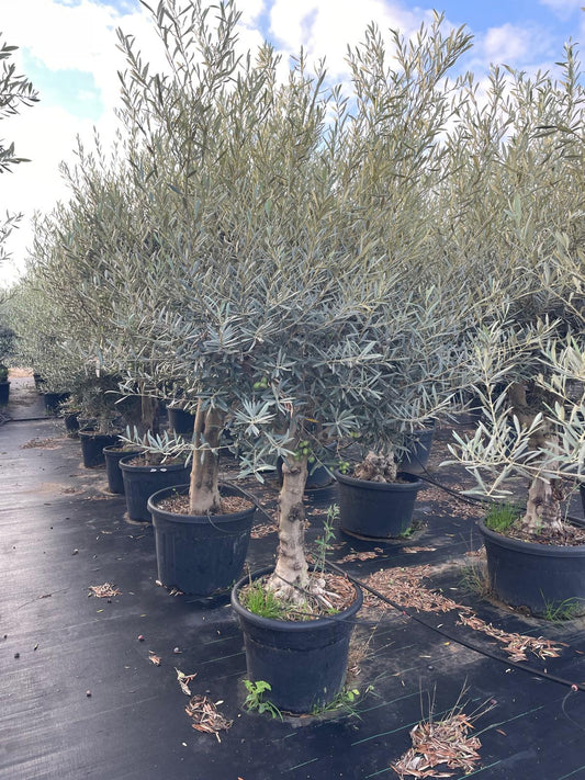 Olea europaea hojiblanca 90l |  P.70cm H.180 cm