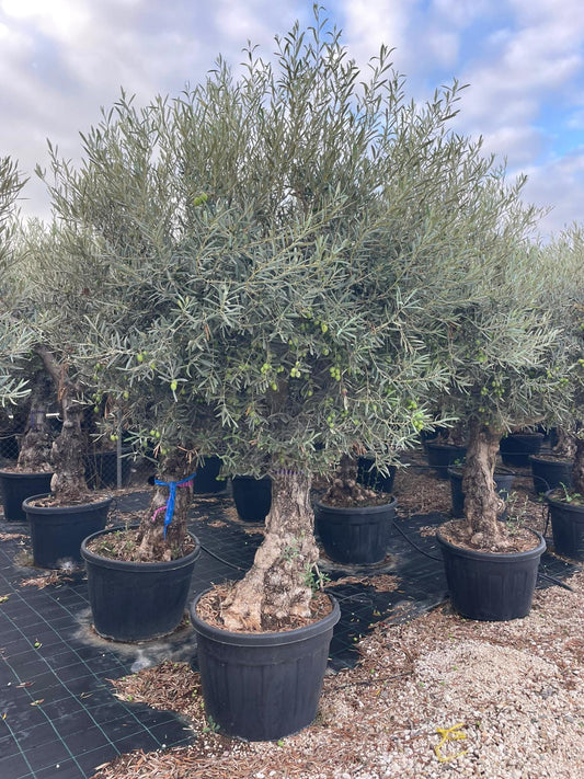 Olea europaea hojiblanca ramif. C110l |  P.61cm H.200